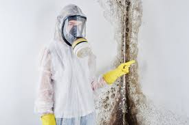 Best Black Mold Removal in Healdton, OK